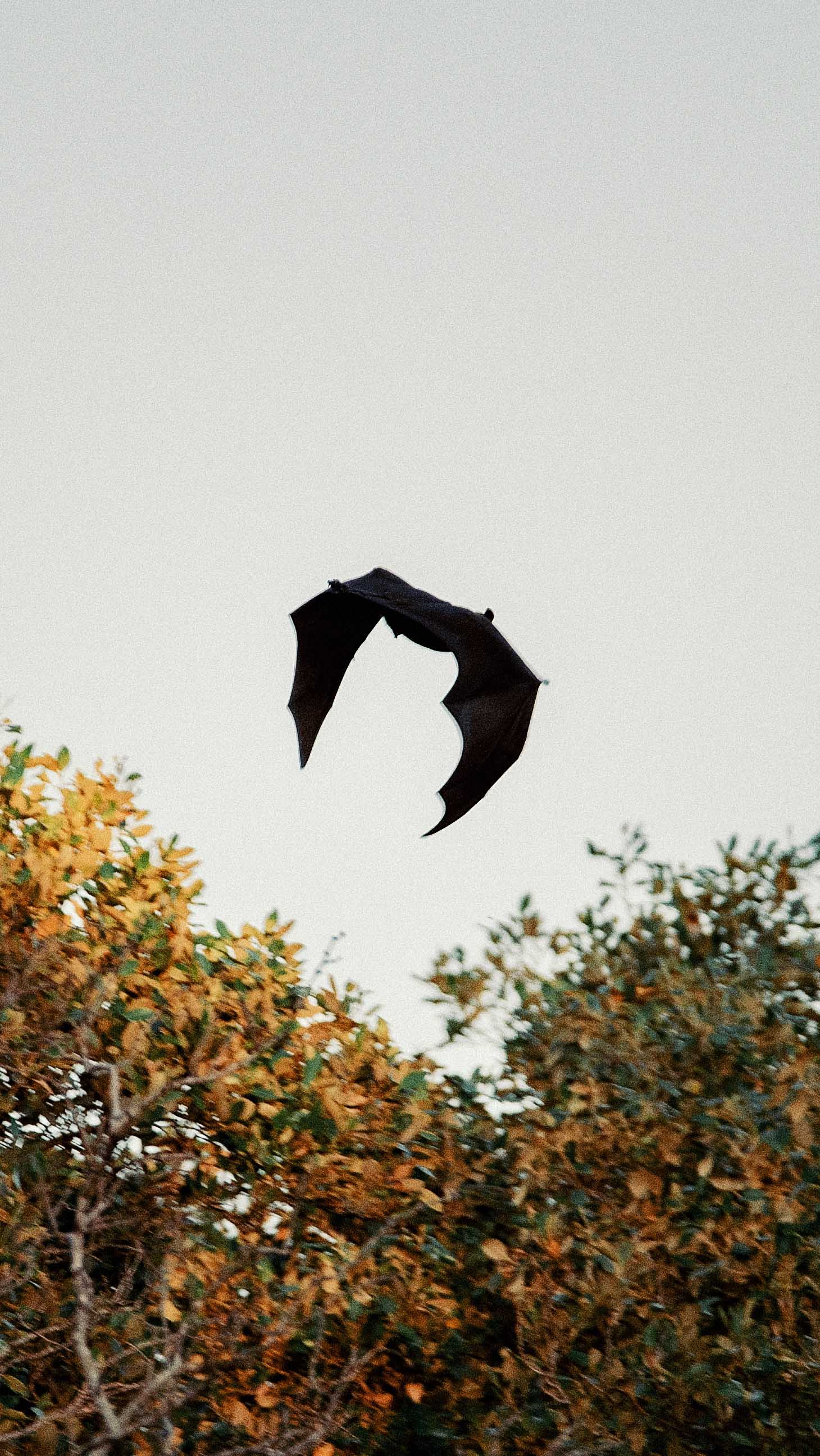 Bat flying through air